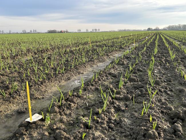 Proefveld plantuien 